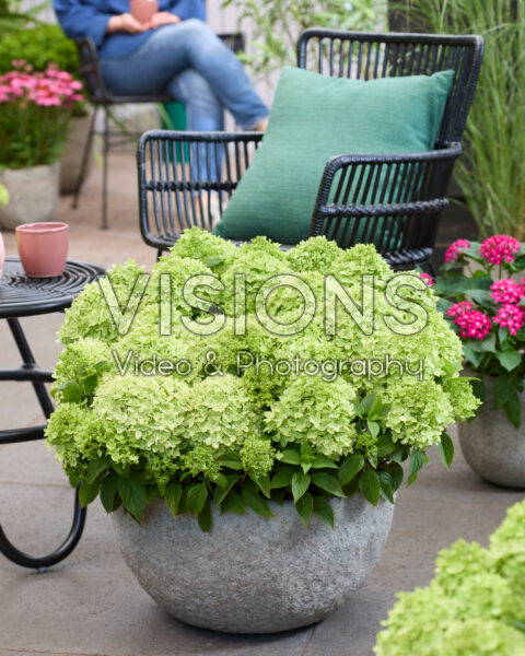 Hydrangea paniculata Groundbreaker® Greeny™