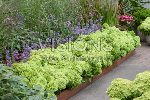 Hydrangea paniculata Groundbreaker® Greeny™