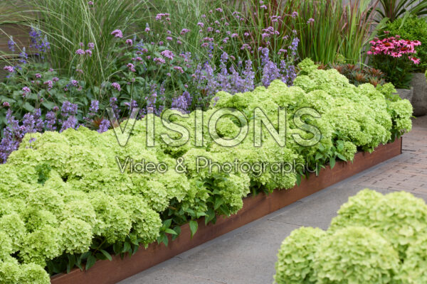 Hydrangea paniculata Groundbreaker® Greeny™
