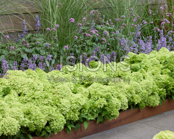 Hydrangea paniculata Groundbreaker® Greeny™