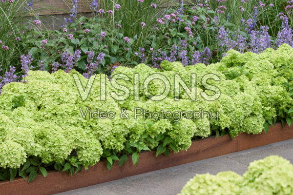 Hydrangea paniculata Groundbreaker® Greeny™ Hydrangea paniculata Groundbreaker® Greeny™