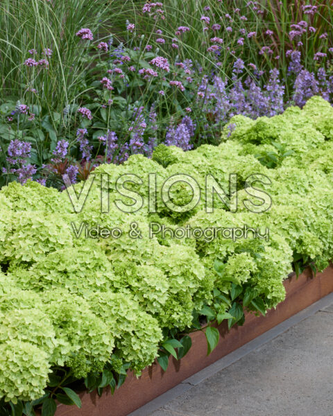 Hydrangea paniculata Groundbreaker® Greeny™ Hydrangea paniculata Groundbreaker® Greeny™