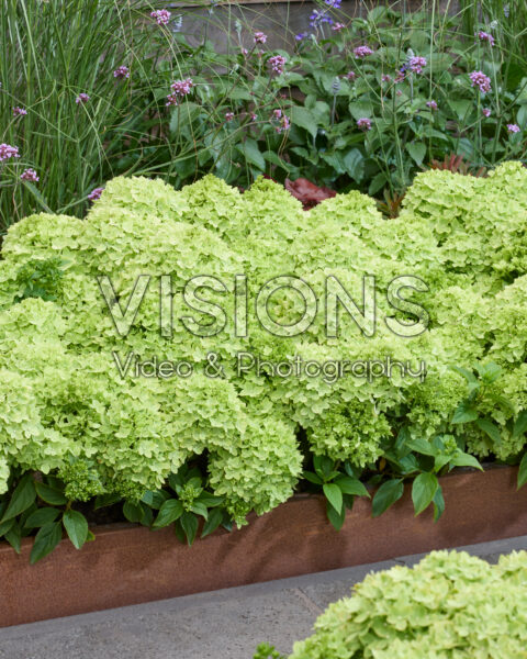 Hydrangea paniculata Groundbreaker® Greeny™ Hydrangea paniculata Groundbreaker® Greeny™