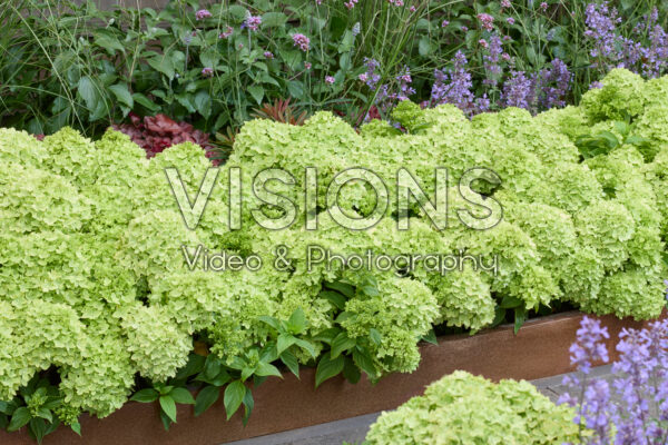 Hydrangea paniculata Groundbreaker® Greeny™ Hydrangea paniculata Groundbreaker® Greeny™