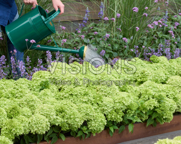 Hydrangea paniculata Groundbreaker® Greeny™ Hydrangea paniculata Groundbreaker® Greeny™