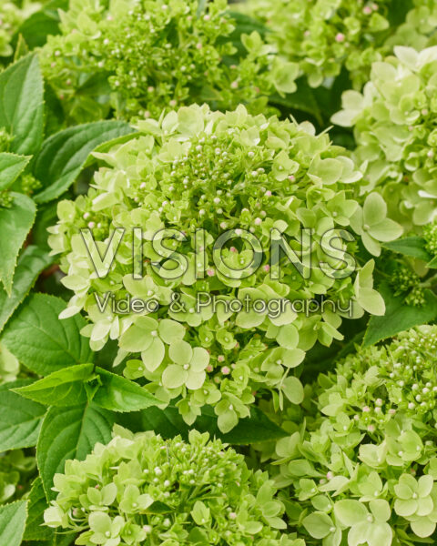 Hydrangea paniculata Groundbreaker® Greeny™ Hydrangea paniculata Groundbreaker® Greeny™