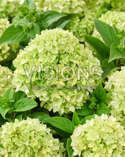 Hydrangea paniculata Groundbreaker® Greeny™