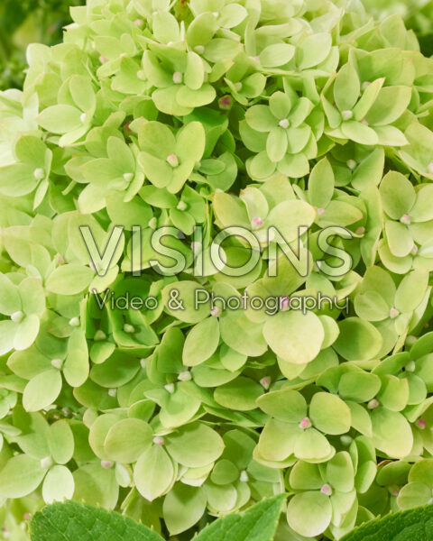 Hydrangea paniculata Groundbreaker® Greeny™ Hydrangea paniculata Groundbreaker® Greeny™
