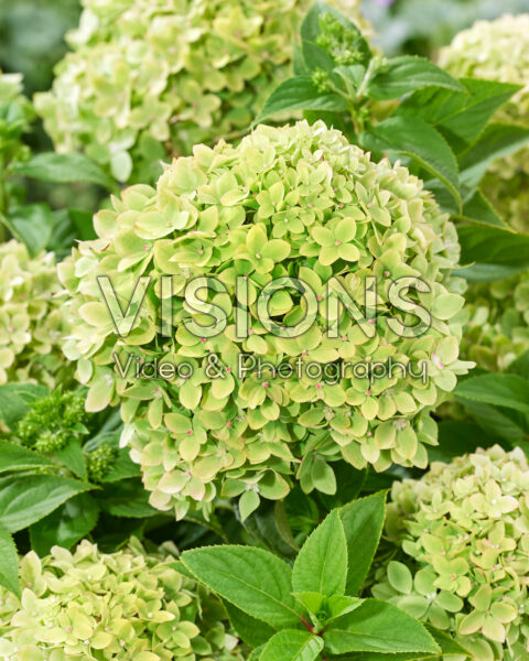 Hydrangea paniculata Groundbreaker® Greeny™ Hydrangea paniculata Groundbreaker® Greeny™