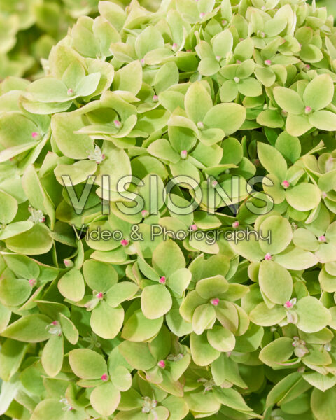 Hydrangea paniculata Groundbreaker® Greeny™ Hydrangea paniculata Groundbreaker® Greeny™