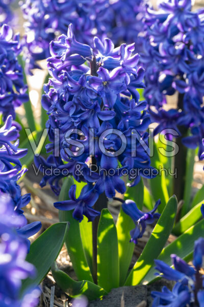 Hyacinthus Blue Jeans