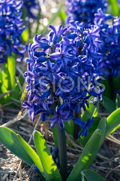 Hyacinthus Blue Jeans