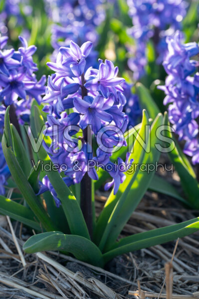 Hyacinthus All Stars Hyacinthus All Stars
