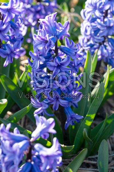 Hyacinthus All Stars Hyacinthus All Stars