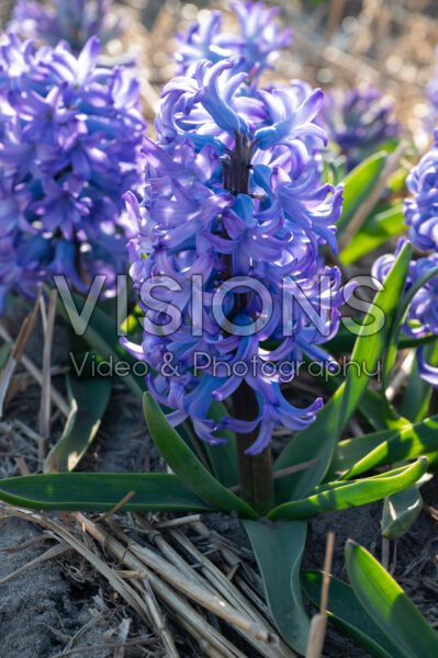 Hyacinthus Chicago Hyacinthus Chicago