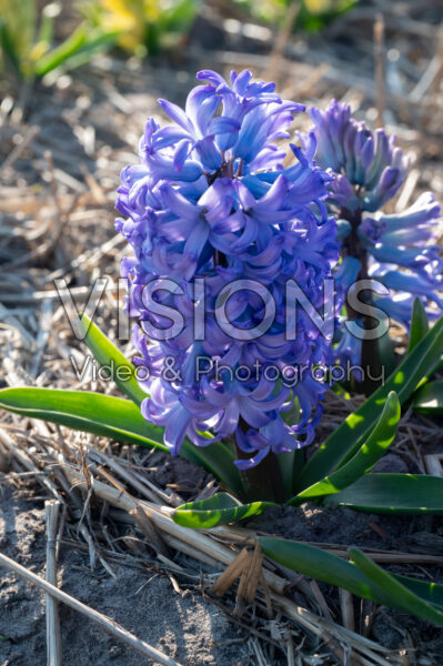 Hyacinthus Chicago Hyacinthus Chicago