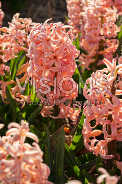 Hyacinthus Bestseller