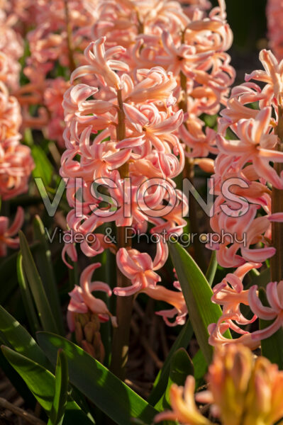 Hyacinthus Bestseller