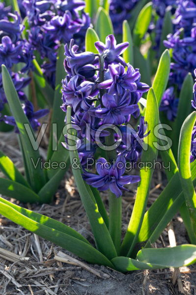 Hyacinthus Manhattan Hyacinthus Manhattan