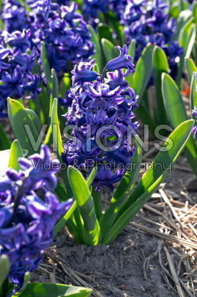 Hyacinthus Manhattan Hyacinthus Manhattan
