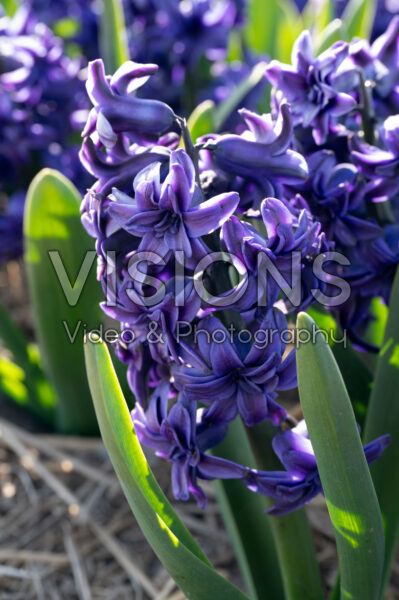Hyacinthus Manhattan