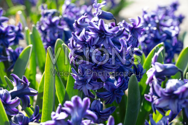 Hyacinthus Manhattan