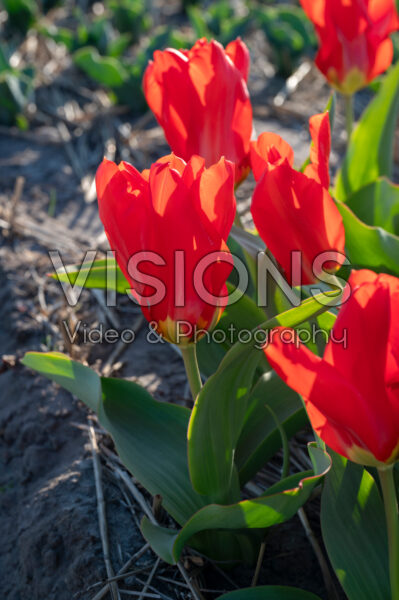 Tulipa Madame Lefeber Tulipa Madame Lefeber