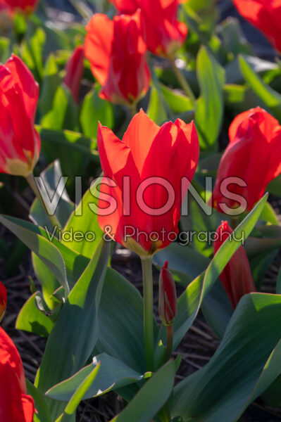 Tulipa Madame Lefeber