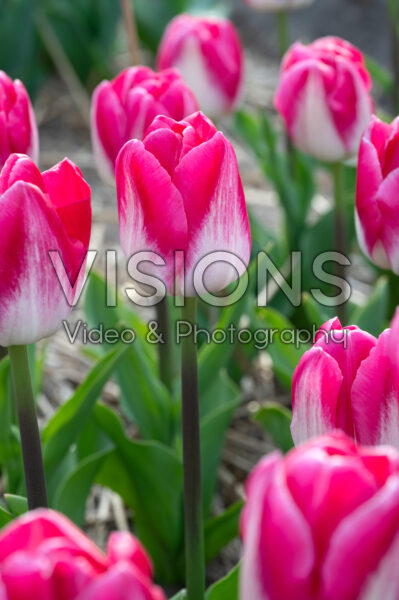 Tulipa Twilight Tulipa Twilight
