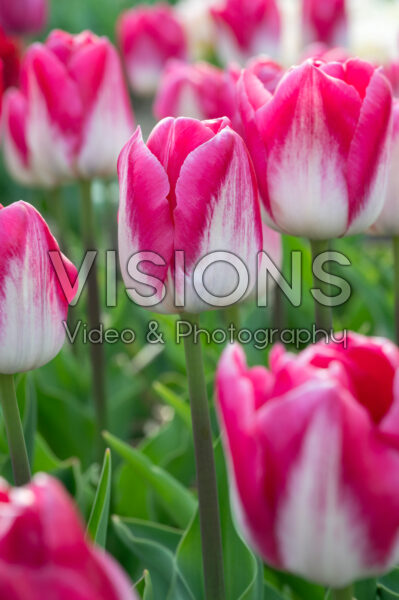 Tulipa Twilight