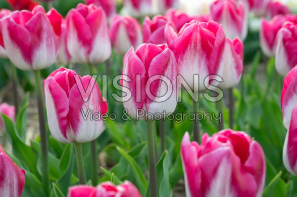 Tulipa Twilight Tulipa Twilight