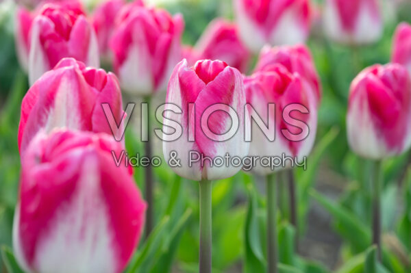 Tulipa Twilight Tulipa Twilight