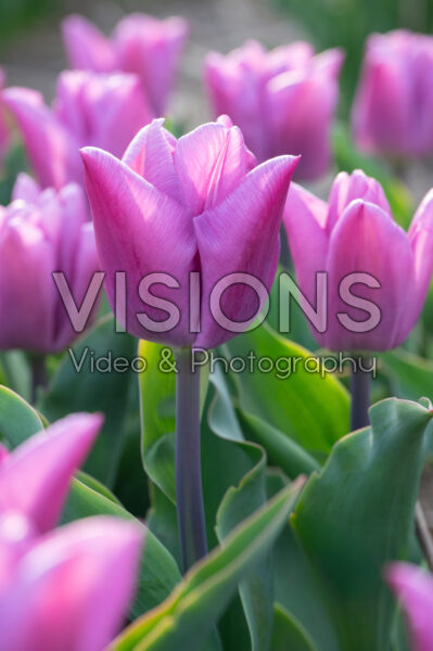 Tulipa Maldano Tulipa Maldano