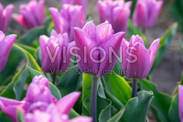Tulipa Maldano Tulipa Maldano