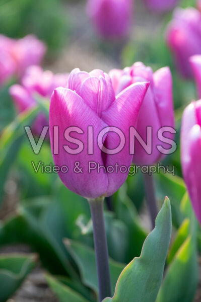 Tulipa Maldano Tulipa Maldano