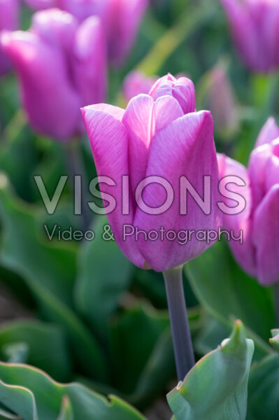 Tulipa Maldano