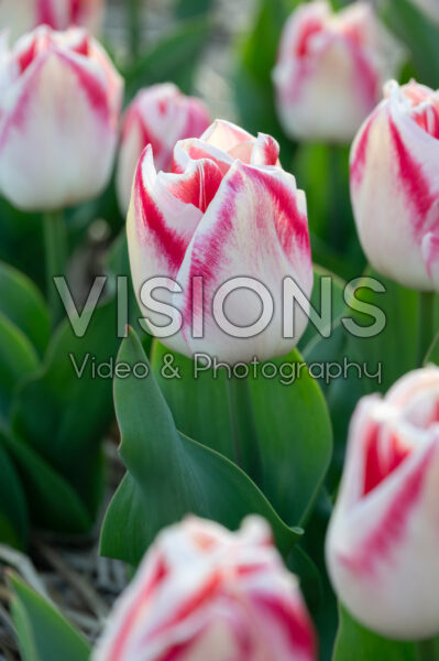 Tulipa Pleasure Tulipa Pleasure