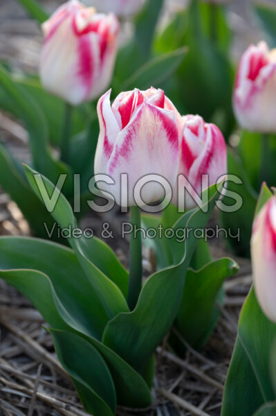 Tulipa Pleasure