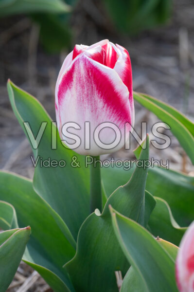 Tulipa Pleasure