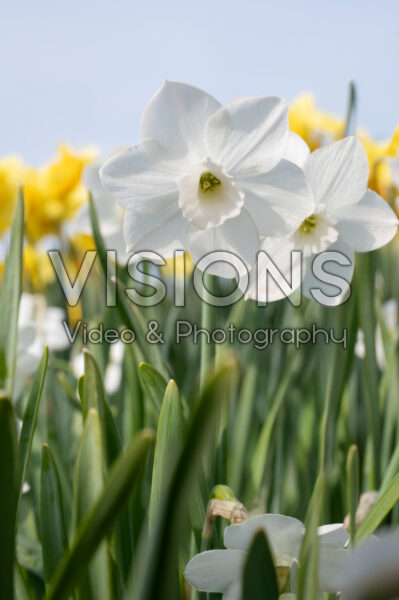 Narcissus Dainty Miss Narcissus Dainty Miss