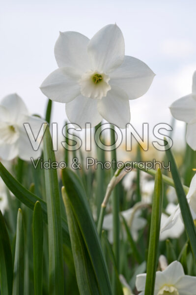 Narcissus Dainty Miss Narcissus Dainty Miss