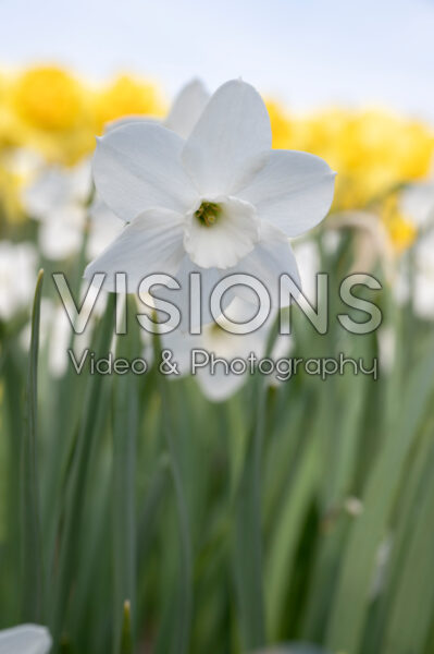 Narcissus Dainty Miss