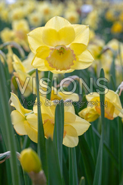 Narcissus Love Me Tender Narcissus Love Me Tender