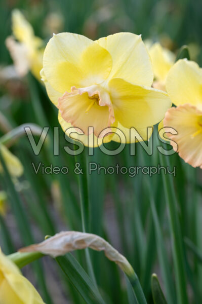 Narcissus Love Me Tender
