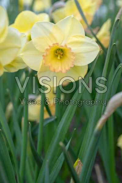 Narcissus Love Me Tender Narcissus Love Me Tender
