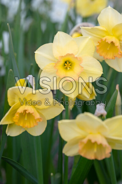 Narcissus Love Me Tender Narcissus Love Me Tender