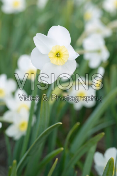 Narcissus Segovia