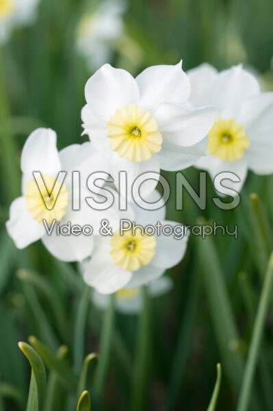 Narcissus Segovia Narcissus Segovia