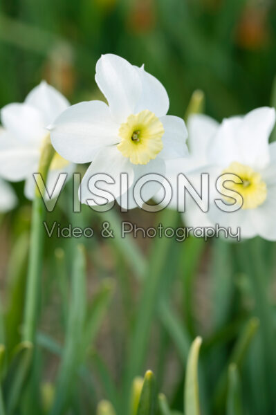 Narcissus Segovia Narcissus Segovia