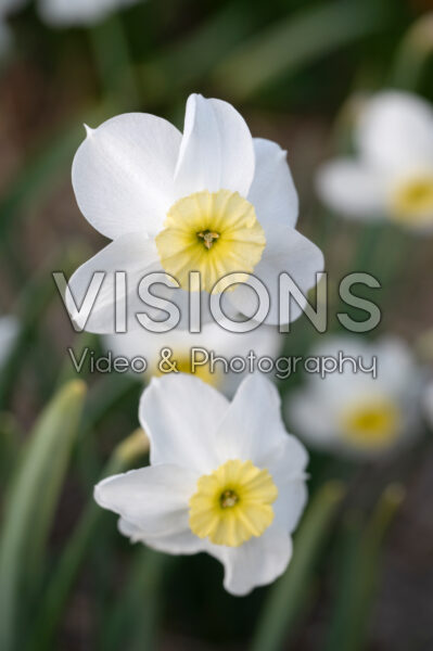 Narcissus Segovia